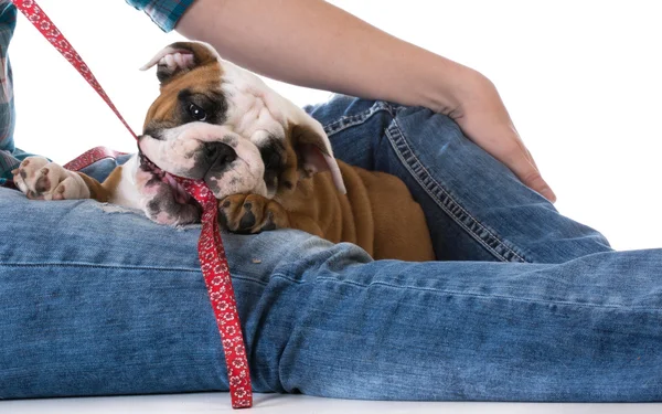 Kvinnan och hennes hund — Stockfoto