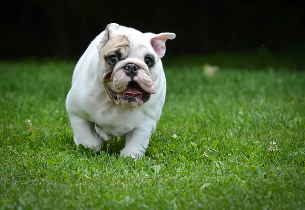 Hunderennen — Stockfoto