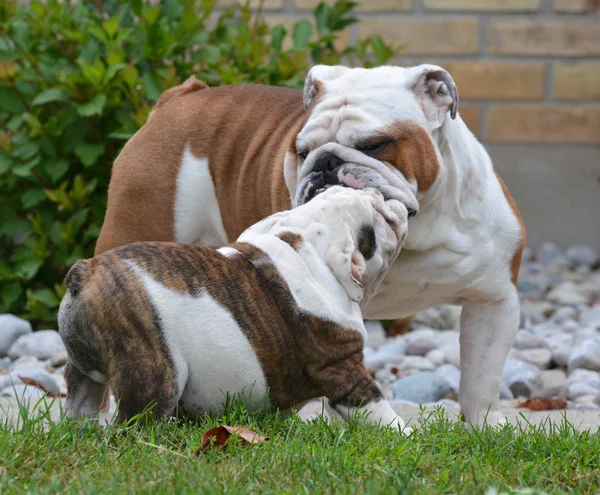 Adult and puppy dog — Stock Photo, Image