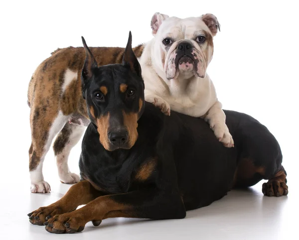 Twee honden. — Stockfoto