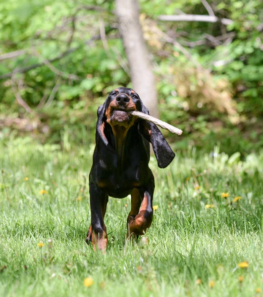 Cão jogando buscar — Fotografia de Stock