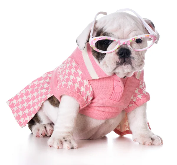 Female puppy — Stock Photo, Image