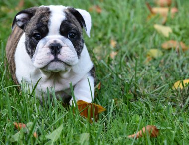 Bulldog yavrusu dışında