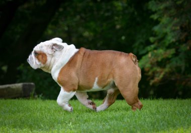 dışında çalışan bulldog