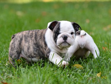Dışarıda oynayan köpek