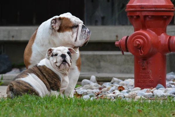 Twee buldoggen buiten — Stockfoto