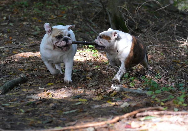 Cani che giocano fuori — Foto Stock