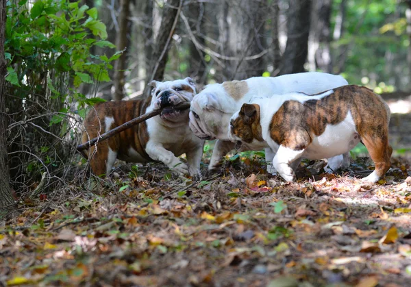 Cães brincando fora — Fotografia de Stock