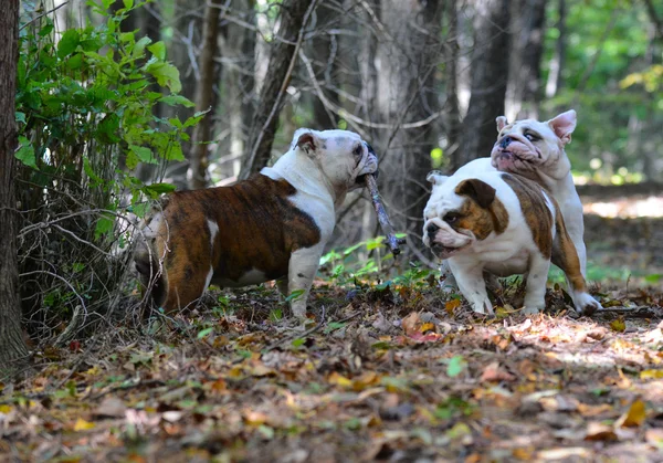 Dogs playing outside — Stock Photo, Image