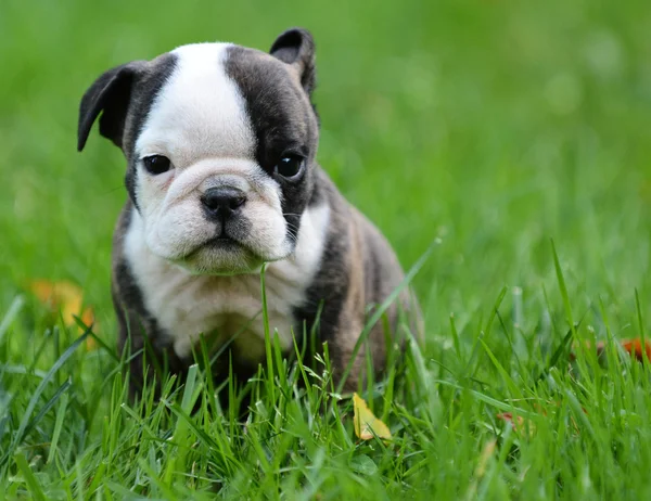 Dışarıda oynarken bulldog yavrusu — Stok fotoğraf