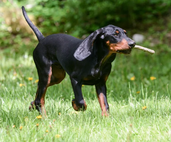 Dog playing fetch — Stock Photo, Image