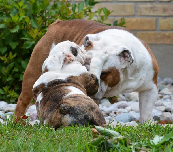 大人との子犬の犬 — ストック写真