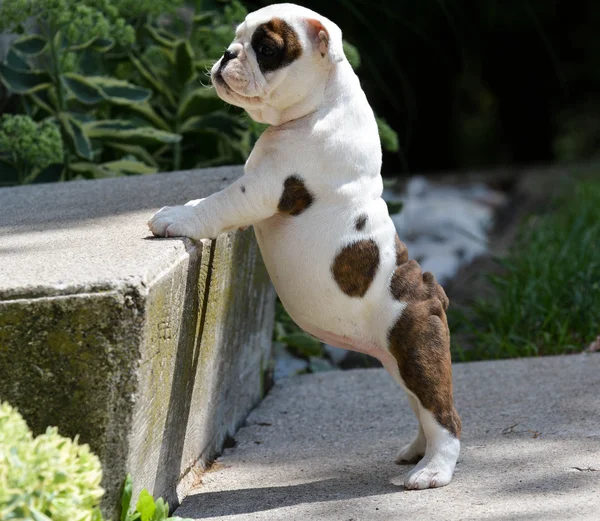 Cachorro bulldog brincando fora — Fotografia de Stock