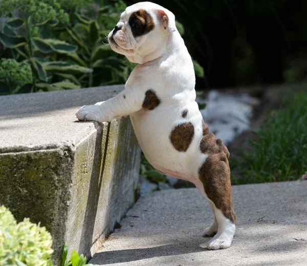 Bulldog chiot jouant à l'extérieur — Photo