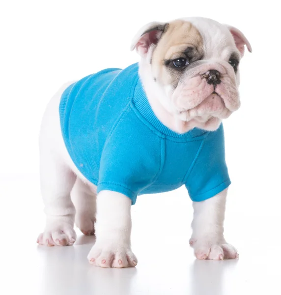 Cute puppy wearing shirt — Stock Photo, Image