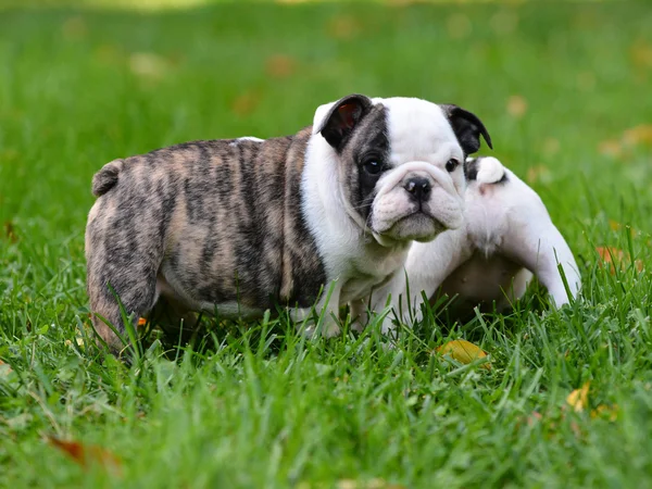 Cachorro brincando fora — Fotografia de Stock