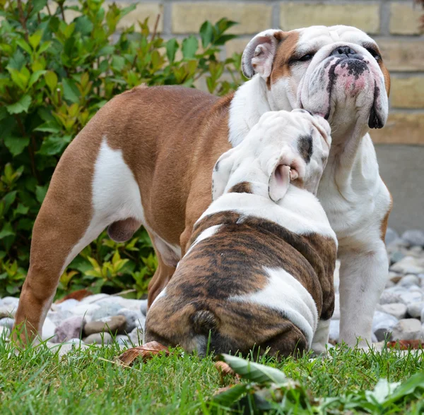 大人との子犬の犬 — ストック写真