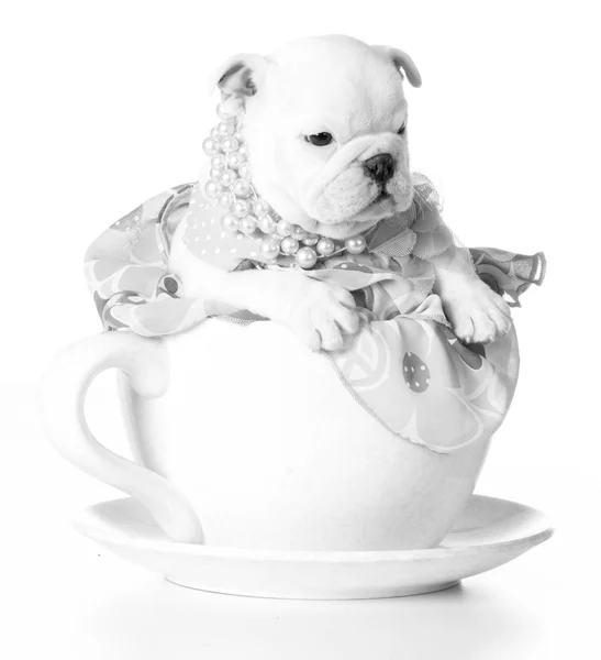 Vrouwelijke puppy zwart-wit — Stockfoto