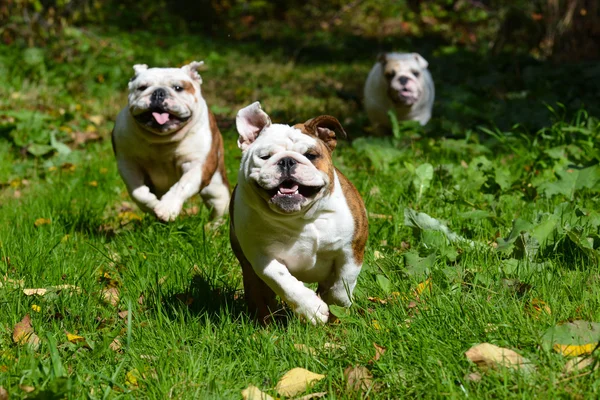 Hunde spielen draußen — Stockfoto