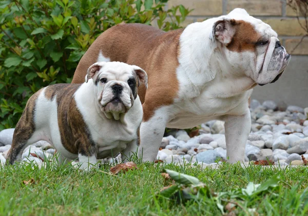 Yavru ve yetişkin köpek — Stok fotoğraf