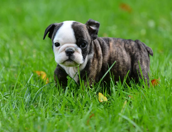 Bulldog köpek çim — Stok fotoğraf