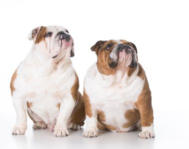 iki köpek arıyorum