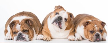 Üç bulldogs bırakmasını