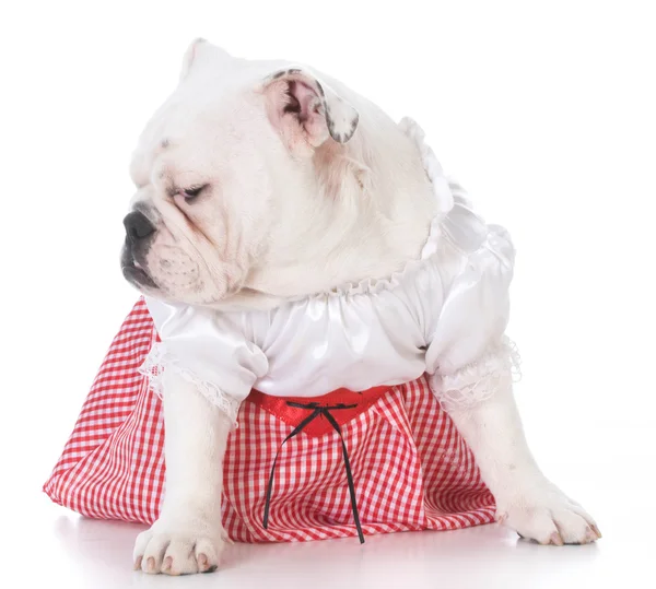 Bulldog pup met houding — Stockfoto