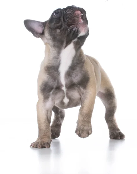 Franse bulldog puppy — Stockfoto