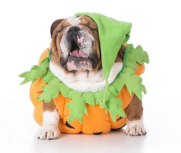 Cão vestido como uma abóbora — Fotografia de Stock