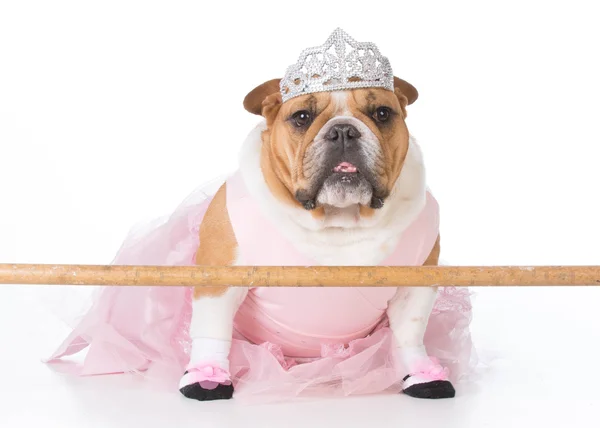 Bulldog ballerina op witte achtergrond — Stockfoto