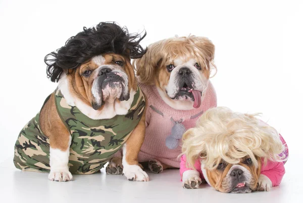 Crazy bulldog familj — Stockfoto