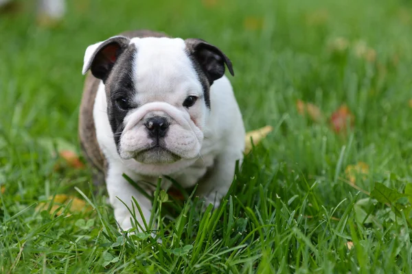 Puppy uitgevoerd buiten — Stockfoto