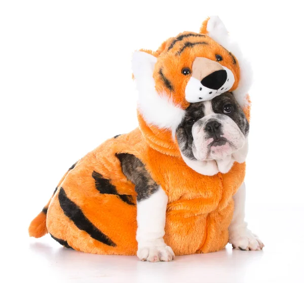 Cane indossando costume da tigre — Foto Stock