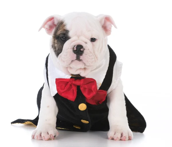 Cachorrinho buldogue elegante — Fotografia de Stock