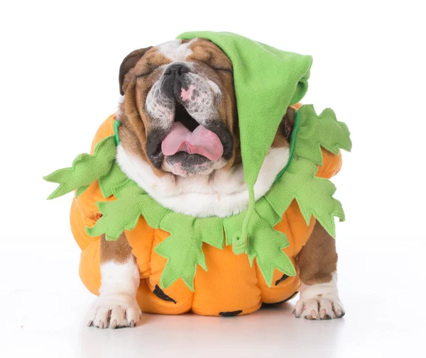 Dog dressed like a pumpkin — Stock Photo, Image