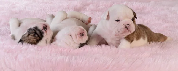 Litter of puppies — Stock Photo, Image