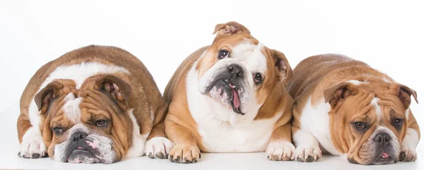 Tre bulldog che si stabiliscono — Foto Stock