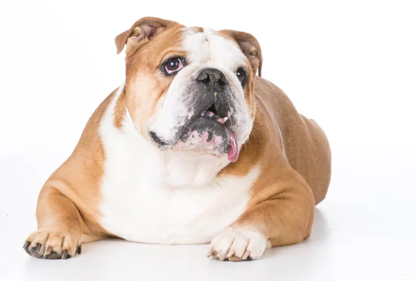 Bulldog laying down — Stock Photo, Image