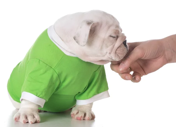 Hand petting puppy — Stock Photo, Image