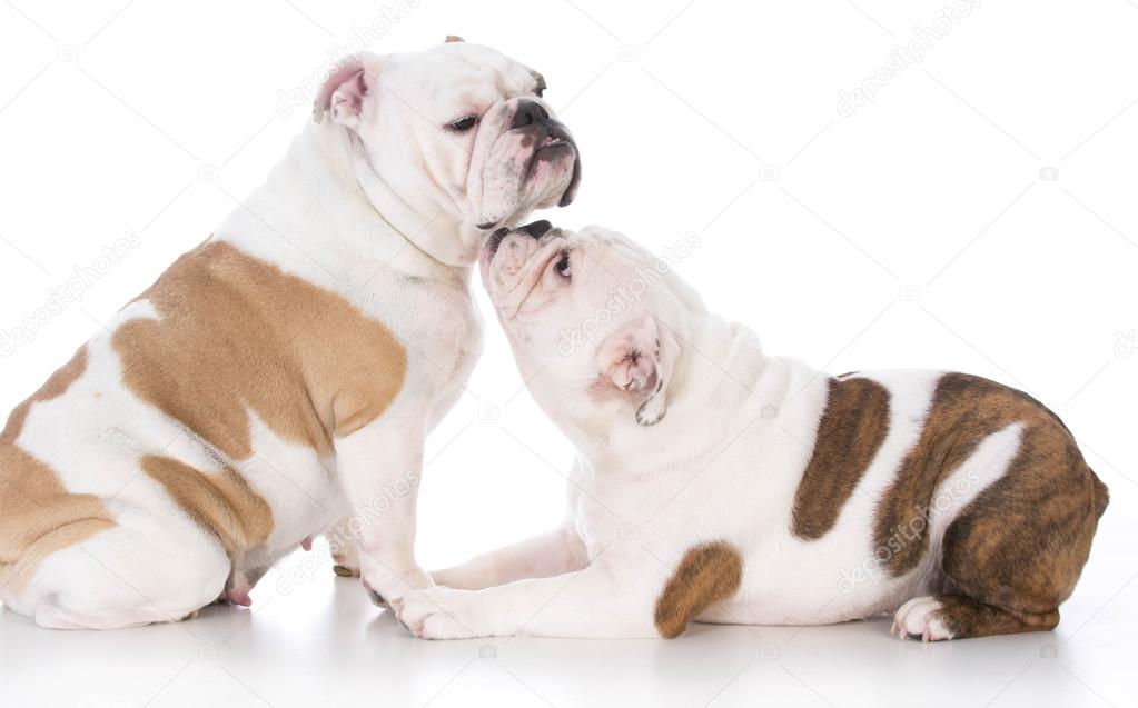 bulldog mother and daughter