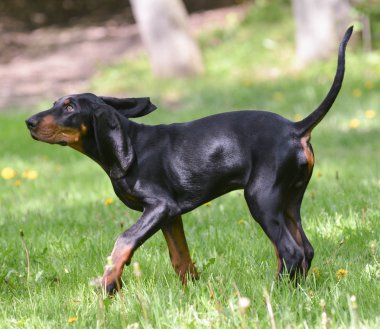 siyah ve tabaklamak coonhound