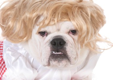 Bulldog köpek yavrusu giyen peruk