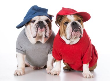 Bulldog baba ve oğul