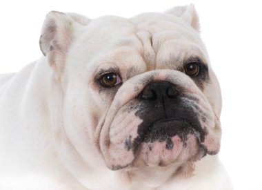 Bulldog köpek yavrusu portre