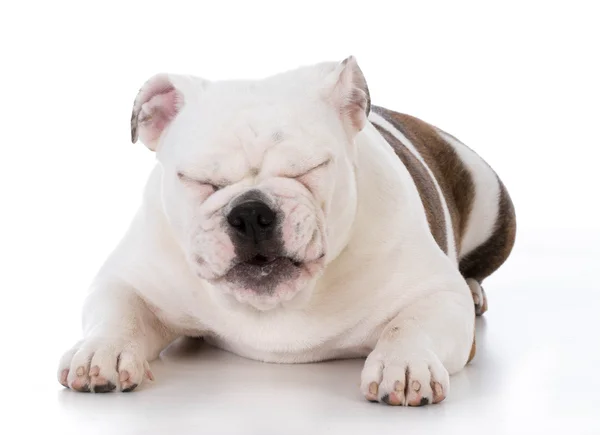 Bulldog pup met grappige expressie — Stockfoto