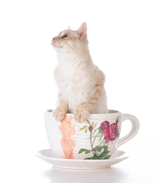 Chaton dans une tasse de thé — Photo