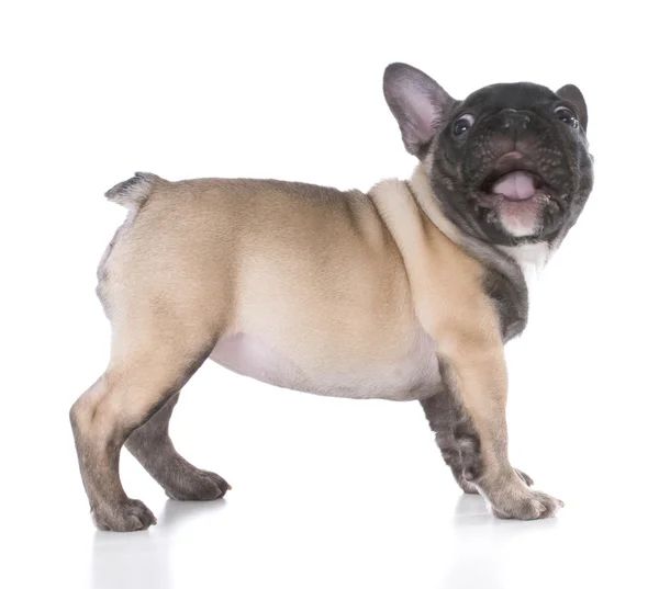 Chiot bulldog français — Photo