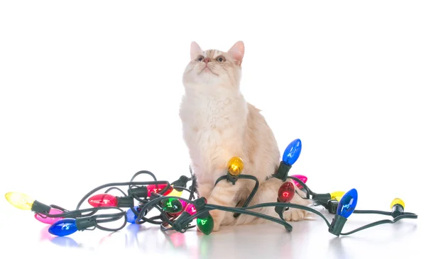 Natal gatinho emaranhado em luzes — Fotografia de Stock