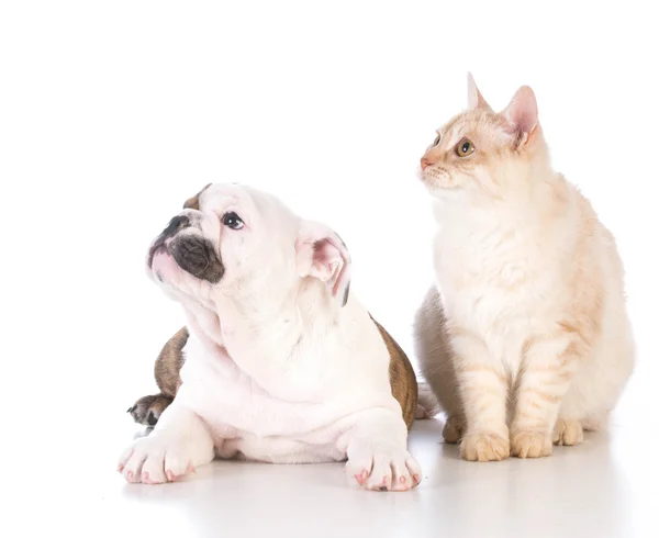 Pes a kočka — Stock fotografie
